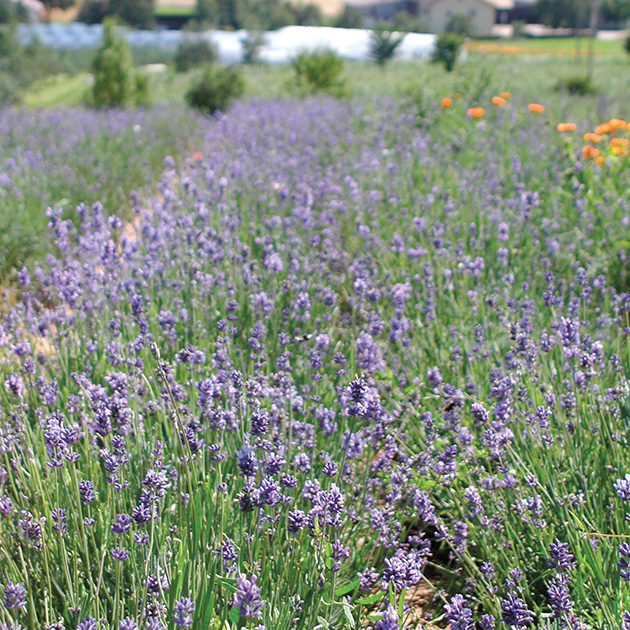 Kräuter der Provence mit Lavendel.