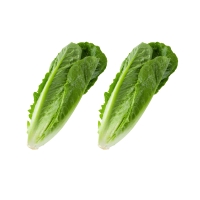 Salat-Sparangebot